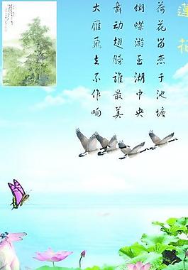莲花图片