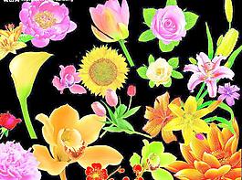 花朵圖片