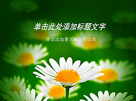 白色小花美麗雛菊PPT模板