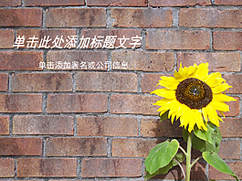 紅色磚墻與向日葵PPT模板