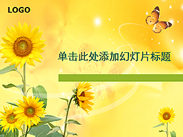 金黃色的大向日葵