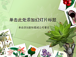 精致漂亮綠色植物PPT模板