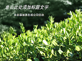 精致漂亮青青綠茶PPT模板
