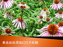 開紅花的綠色植物PPT模板