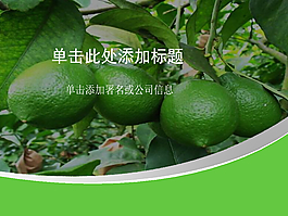 青青檸檬水果植物PPT模板