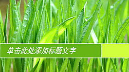 清新嫩绿植物叶子PPT模板