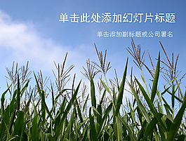陽光下的玉米田地