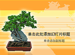 一款植物盆景艺术