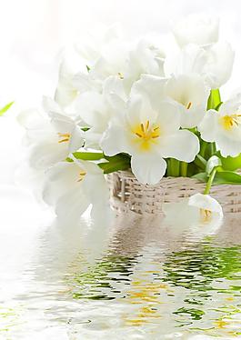 白色花圖片