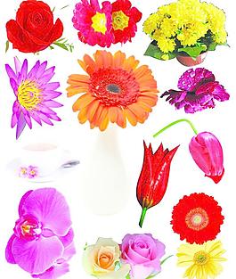 菊花圖片