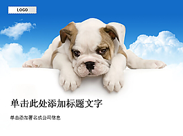 可愛的寵物哈巴狗