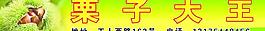 栗子大王 板栗圖片