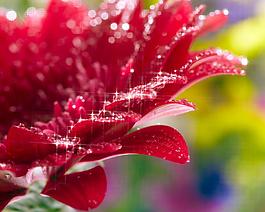 非洲菊圖片