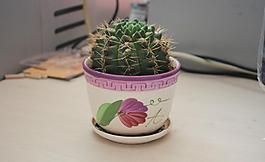 仙人掌圖片