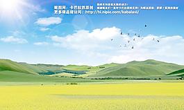 油菜花圖片