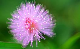 花蕊圖片
