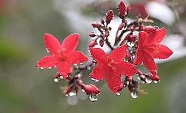 雨中花圖片
