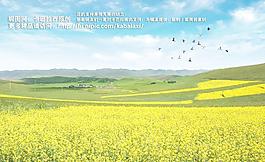 油菜花圖片