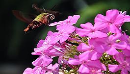 蜜蜂與花朵圖片