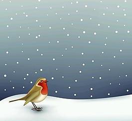 雪地中的知更鳥 鶇 歐亞鴝圖片