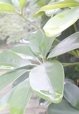 水滴圖片