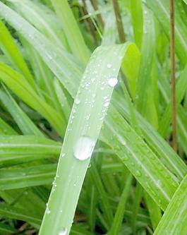 水滴圖片