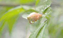 水滴图片