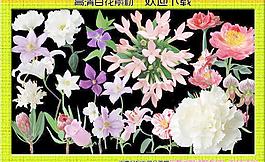 百花篇圖片
