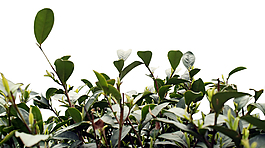 綠葉草叢psd