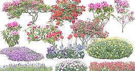 花卉大集合 內(nèi)含38個圖片