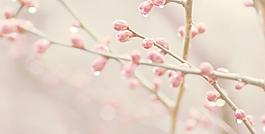 水滴花圖片