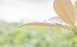 水滴 雨天圖片