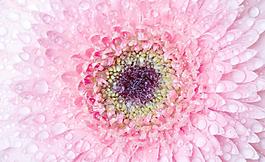 菊花水滴水珠圖片