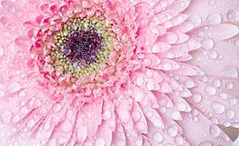 菊花水滴水珠圖片