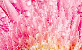 菊花水滴水珠圖片