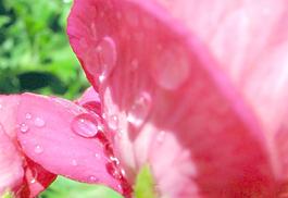花瓣上的水滴圖片