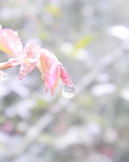 新芽與水滴圖片