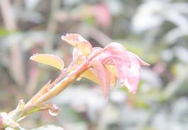 新芽與水滴圖片
