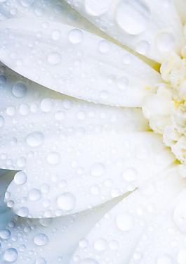 菊花瓣水滴水珠圖片