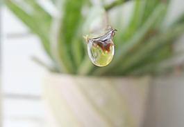 蘆薈 水滴 水珠圖片