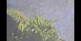 水滴曬在綠葉上圖片