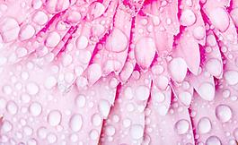 菊花瓣水滴水珠圖片