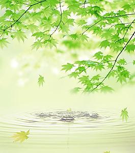 清幽 水滴 樹葉 水波紋圖片
