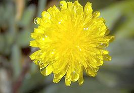 野菊花圖片