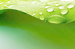 綠色 水珠圖片
