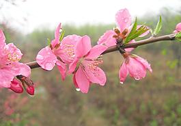 桂林恭城桃花圖片
