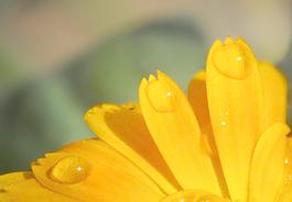 菊花圖片