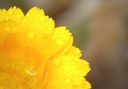 菊花圖片
