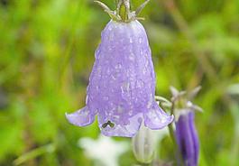 紫花圖片