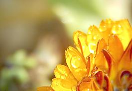 菊花圖片